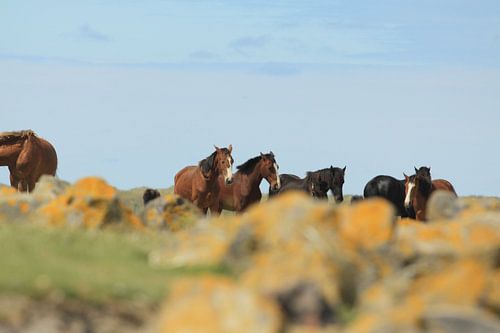 Ameland/Kooikersdunen