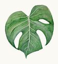 Gatenplant Philodendron Monstera 2 van Studio Heyki thumbnail