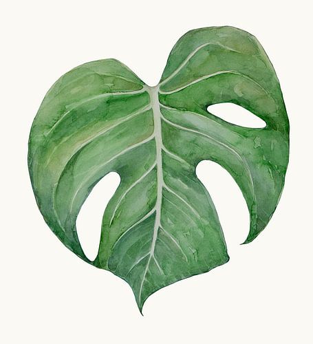 Philodendron 2 by Studio Heyki