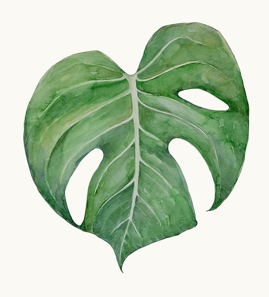 Gatenplant Philodendron Monstera 2 van Studio Heyki