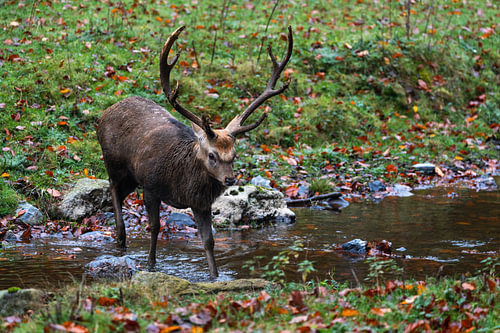 A sika deer crossing a stream in autumn
