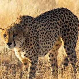 Gepard/Jaguar in Namibia von Kelly Baetsen