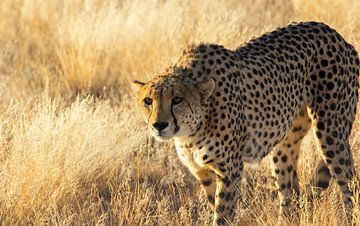 Cheeta/Jachtluipaard in Namibië van Kelly Baetsen