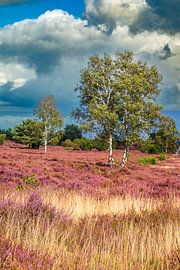 Blooming Heather plants in Heathland landscape during summer by Sjoerd van der Wal Photography