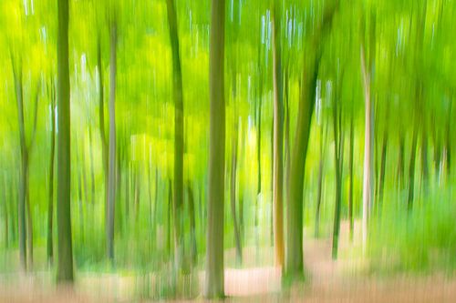 Zonneschijn in het bos II