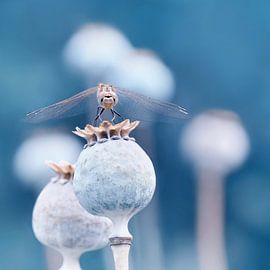 Dragonfly by Violetta Honkisz