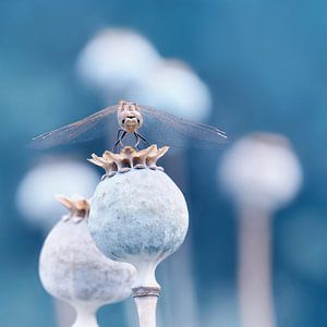 Dragonfly van Violetta Honkisz