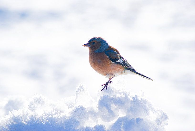 Vink in nieuw zeeland van Niek Traas