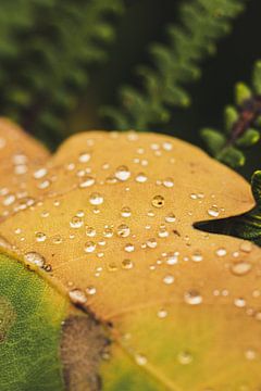 Herfstblad met regendruppels van Marlen Rasche