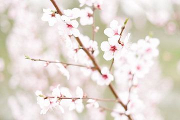 Blossom III | Blume | Rosa | Frühling | Natur von Mirjam Broekhof