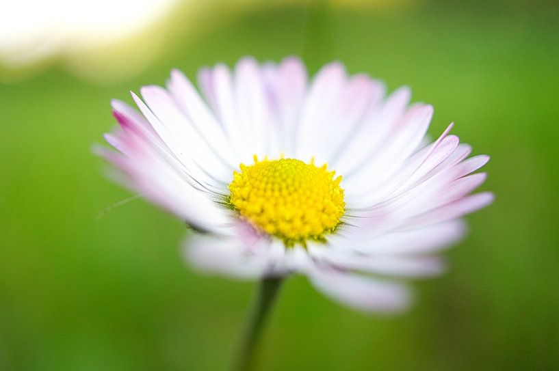 Gänseblümchen mit bokeh von Martin Köbsch