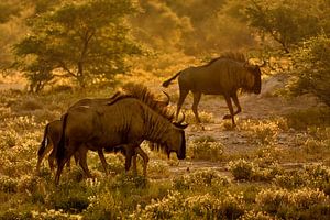 Wildebeest ( Gnu ) bei Sonnenuntergang
