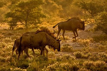 Wildebeest ( gnoe ) tijdens zonsondergang van Chi