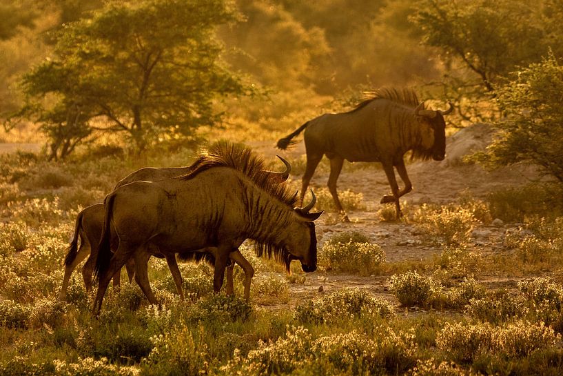 Wildebeest ( Gnu ) bei Sonnenuntergang von Chi