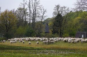 Schafherde im Tal des Renkum-Bachs