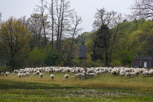 Schaapskudde in het Beekdal Renkum