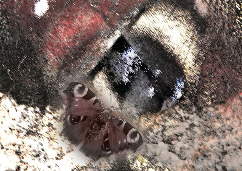 Butterfly by Andreas Schulte