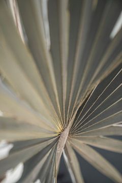 Symphony of Lines - Palm Leaf Perspective by Femke Ketelaar