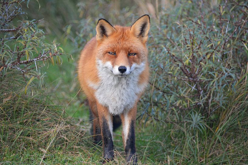 Fox Amsterdam Water Supply Dunes Amsterdam Zandvoort by My Footprints