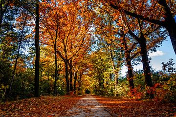 Sprookjesachtig herfstpad van Stedom Fotografie