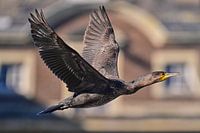 The cormorant in front of the castle