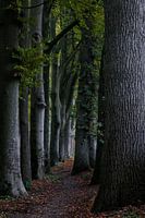 Trees row on the Veluwe