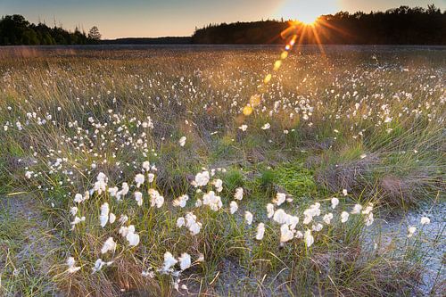 Sunset over bog in Drenthe
