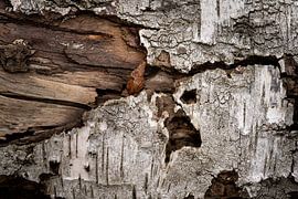 Maskerade einer Birke von Eugene Winthagen