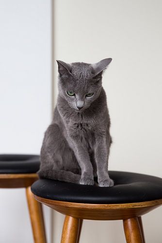 Russian Blue kat Amelie