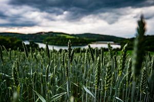 Wheat field von Joris Machholz