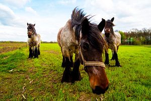 Paarden in close up