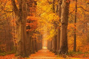 Boslaan in Beetsterzwaag : Chemin d'automne avec arbres et clôture rustique