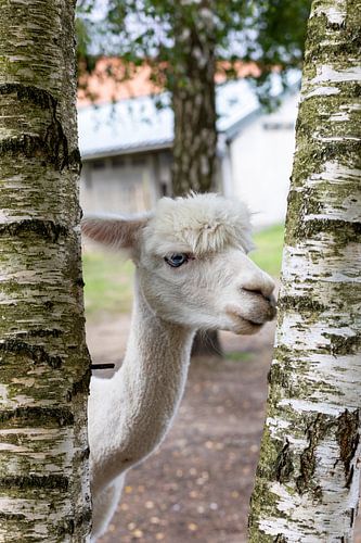 Alpaca met blauwe oog