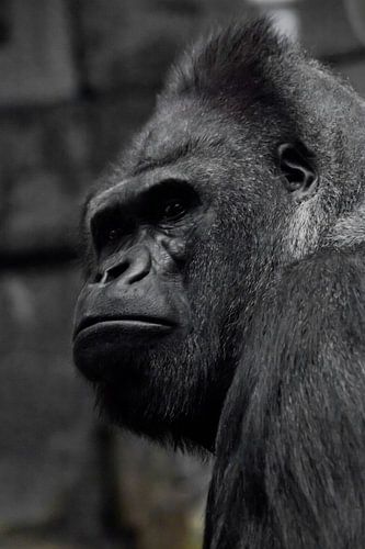 De brutale snuit van een krachtige en sterke mannelijke gorilla is een symbool van mannelijkheid en 