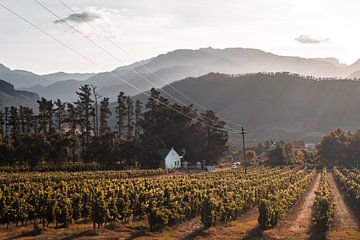 Vineyards, Franschhoek, South Africa von Mark Wijsman