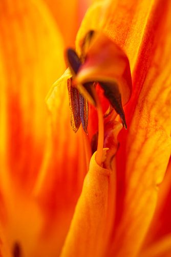 Oranje Lillie Stamen Abstract II