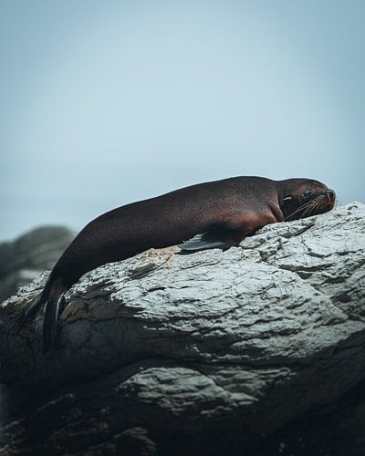 Sleeping seal - New Zealand