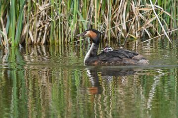 Fuut / Great crested grebe