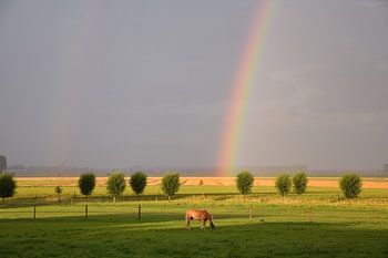 Regenboog in het veld