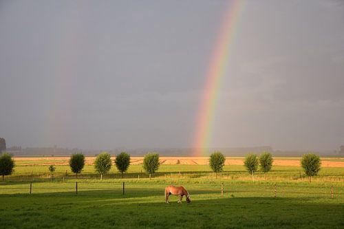 Regenboog in het veld