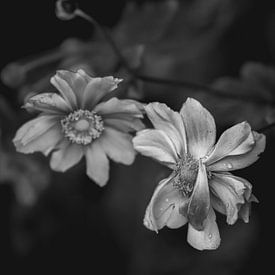 Mono bloom van Eefje John