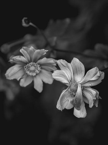 Monoblüte von Eefje John