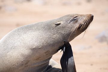 Otaries à fourrure du Cap sur Leo van Maanen