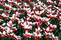 Bloemen 5 van FABIAN Art Gallery thumbnail