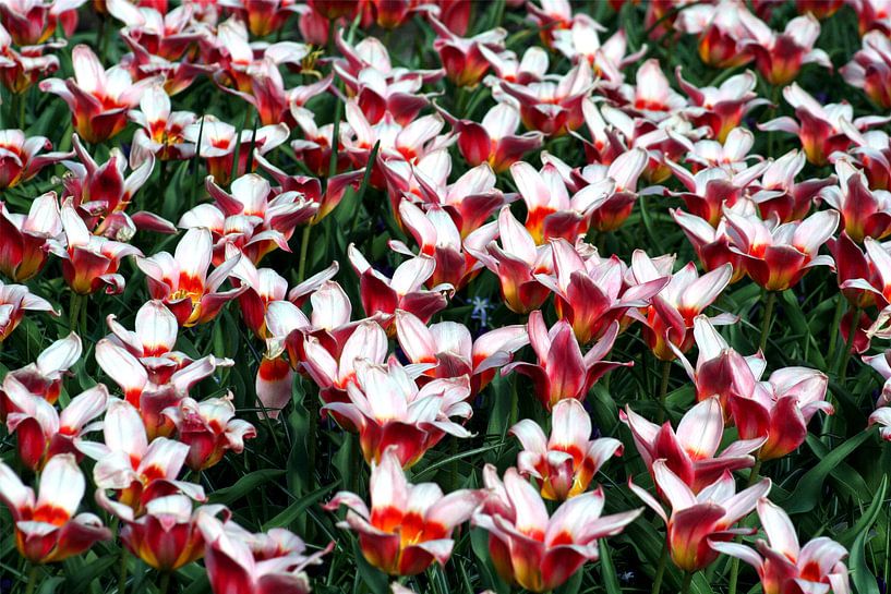 Bloemen 5 van FABIAN Art Gallery