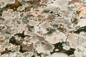 Abstracte kunst van de natuur, naturel rotstekening in mos