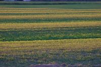 Grass in a rhythm