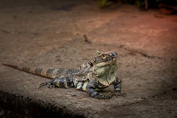 Iguana, finally by Erwin Floor