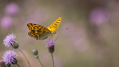 Stralende vlinder