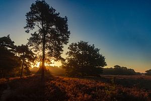 Die Drentse Heide bei Sonnenaufgang